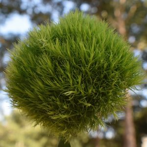 green ball dianthus, plant, floral-8138266.jpg