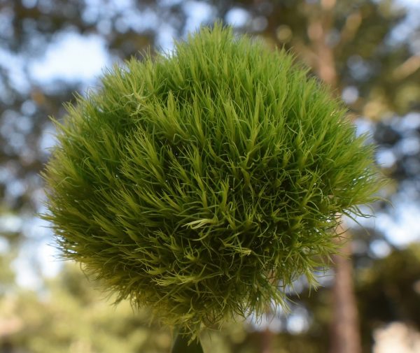 green ball dianthus, plant, floral-8138266.jpg
